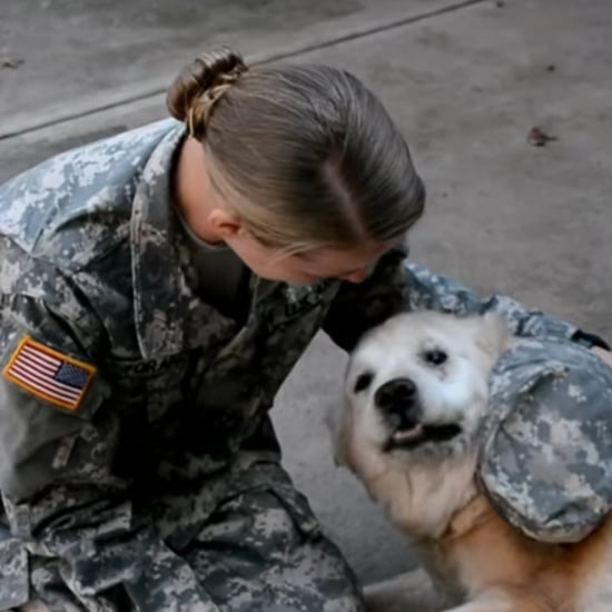 Dog Crying When Her Soldier Returns Home | Video