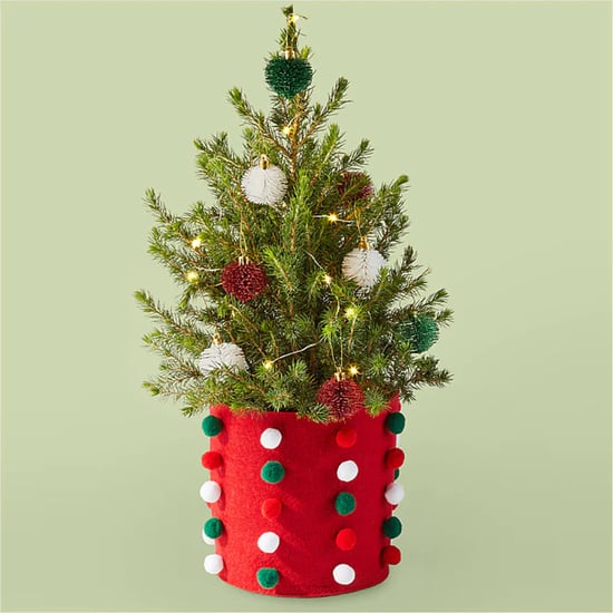 Best Live Tabletop Christmas Trees | 2022