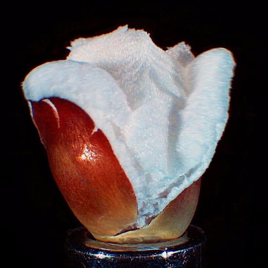 Popcorn Popping in Slow Motion Video
