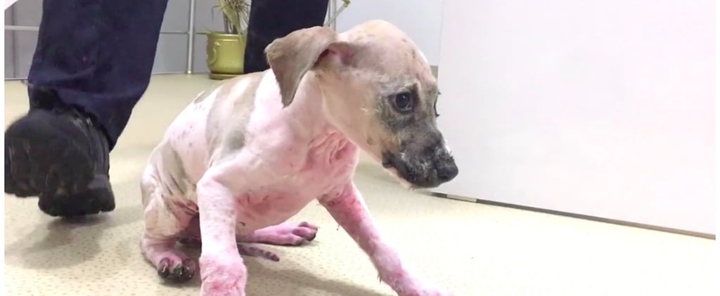 Rescued Dog Covered in Glue