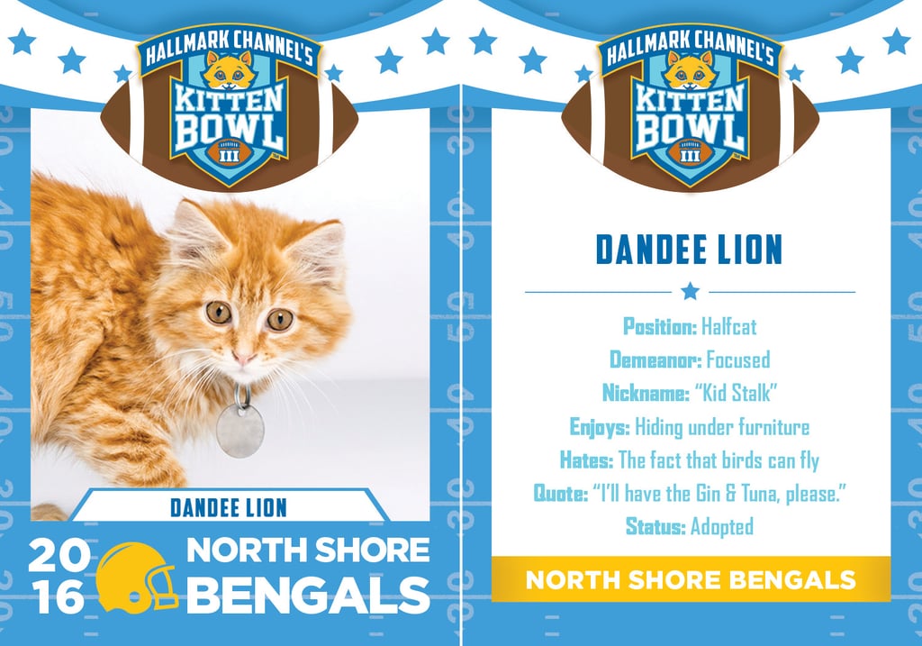 Kitten Bowl 2016