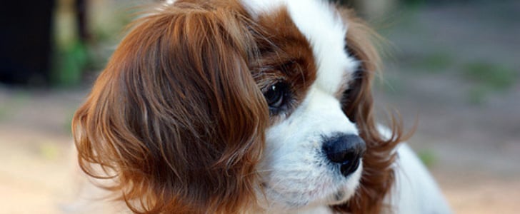 Cavalier King Charles Spaniel Pictures