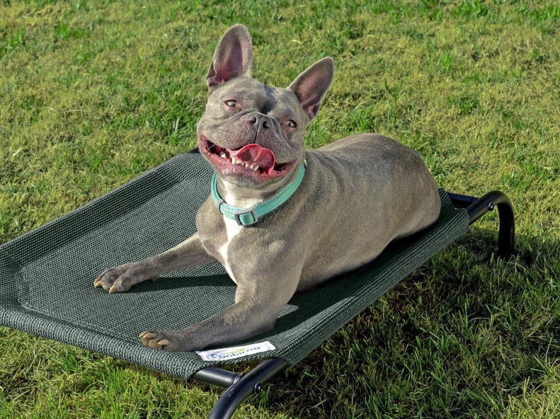 Most Popular Cooling Pet Bed