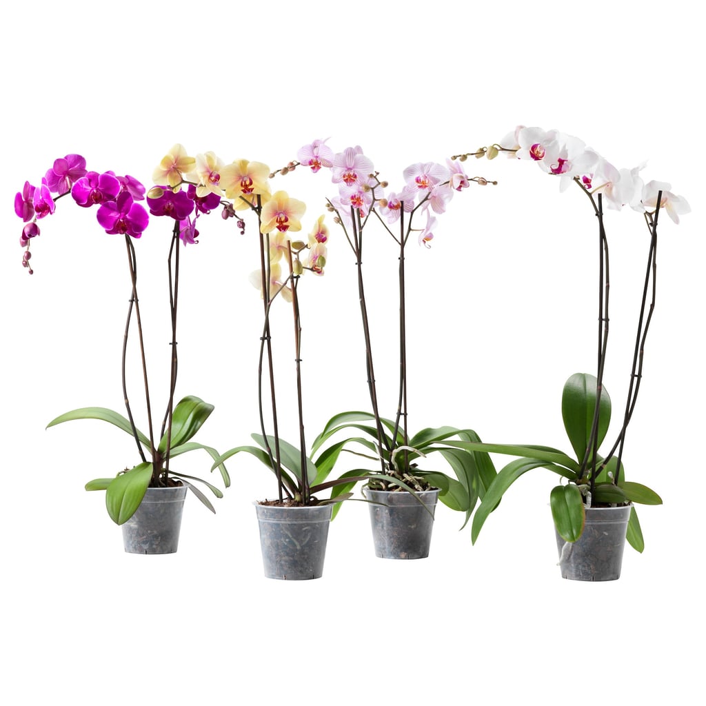 Phalaenopsis Potted Plant