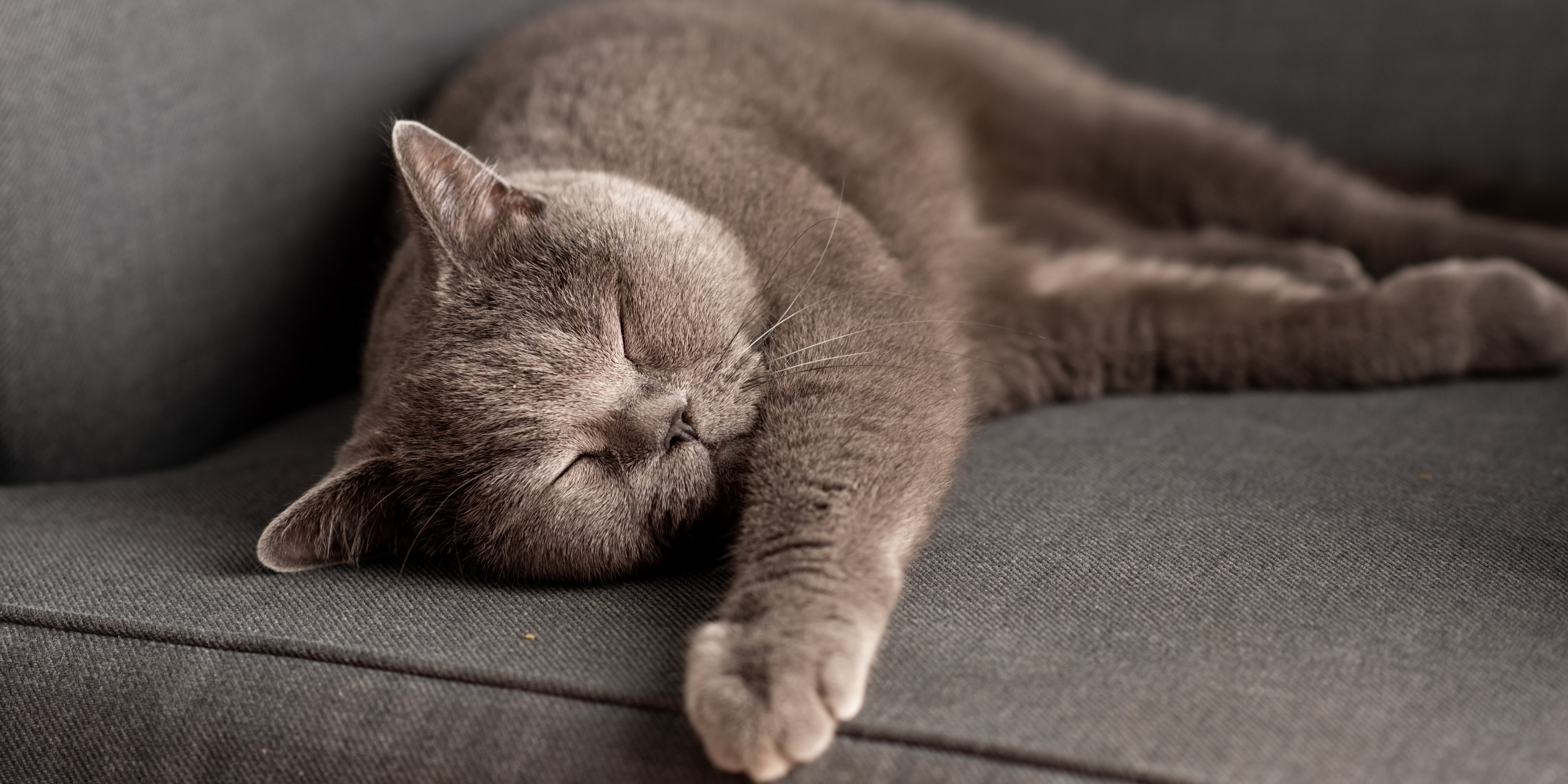 How to Adopt a Stray Cat POPSUGAR Pets