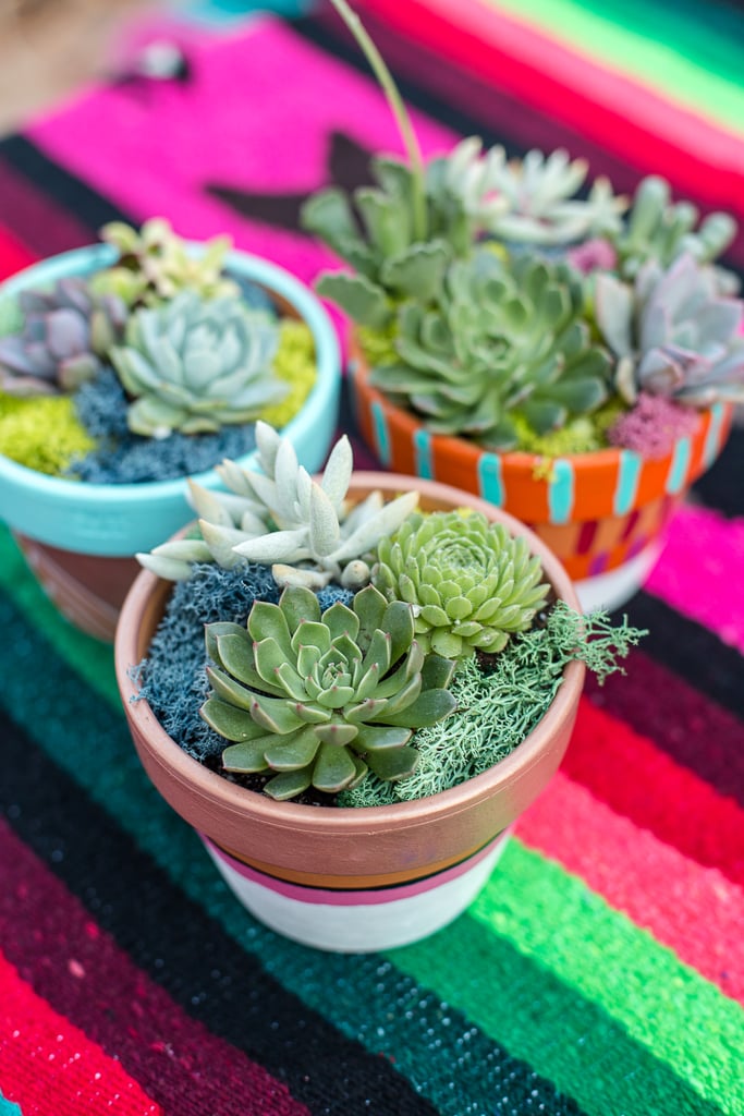 Colorful Succulents