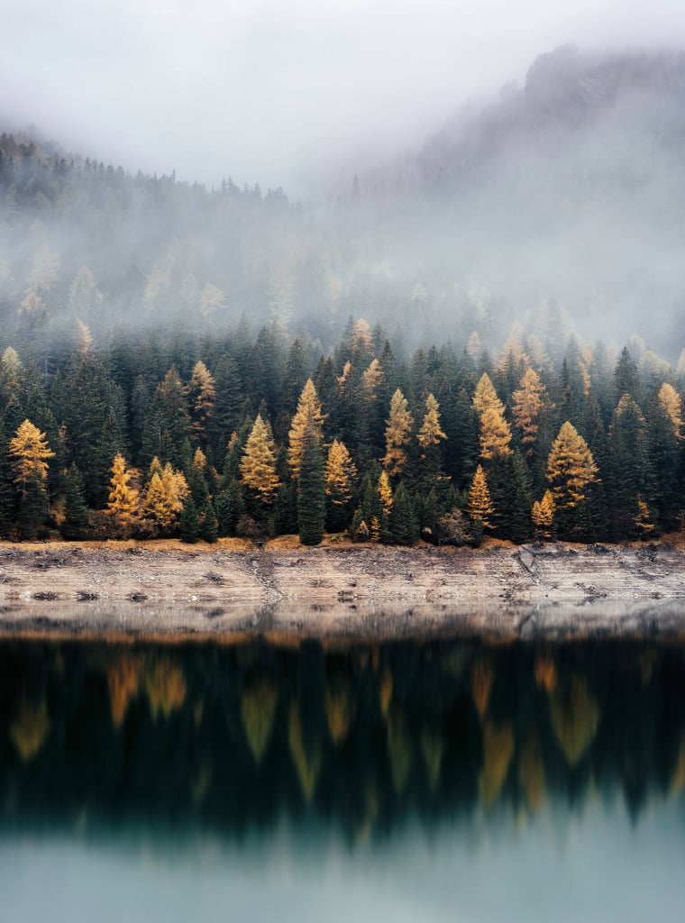 Foggy forest