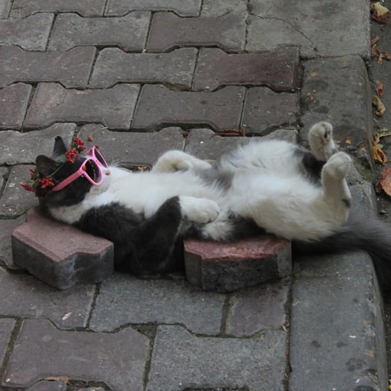 Best Funny Tumblr Photos of 2015