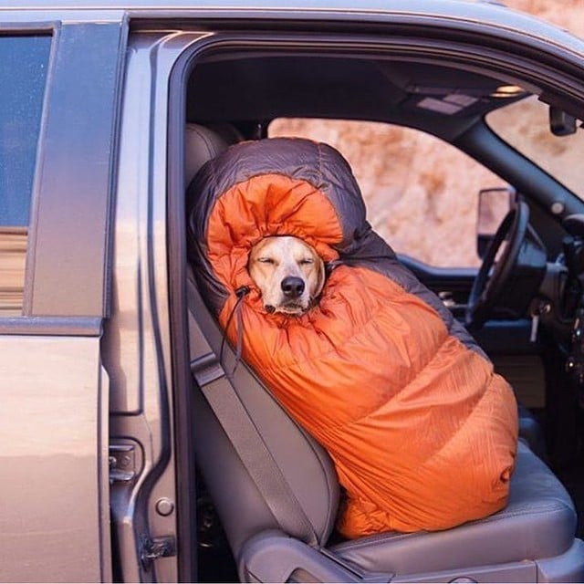 Photos of Dogs Camping