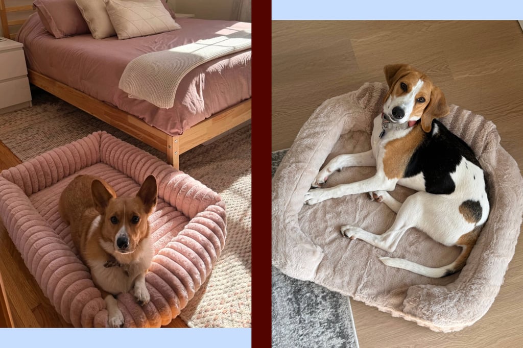 13 Best Dog Beds on Amazon