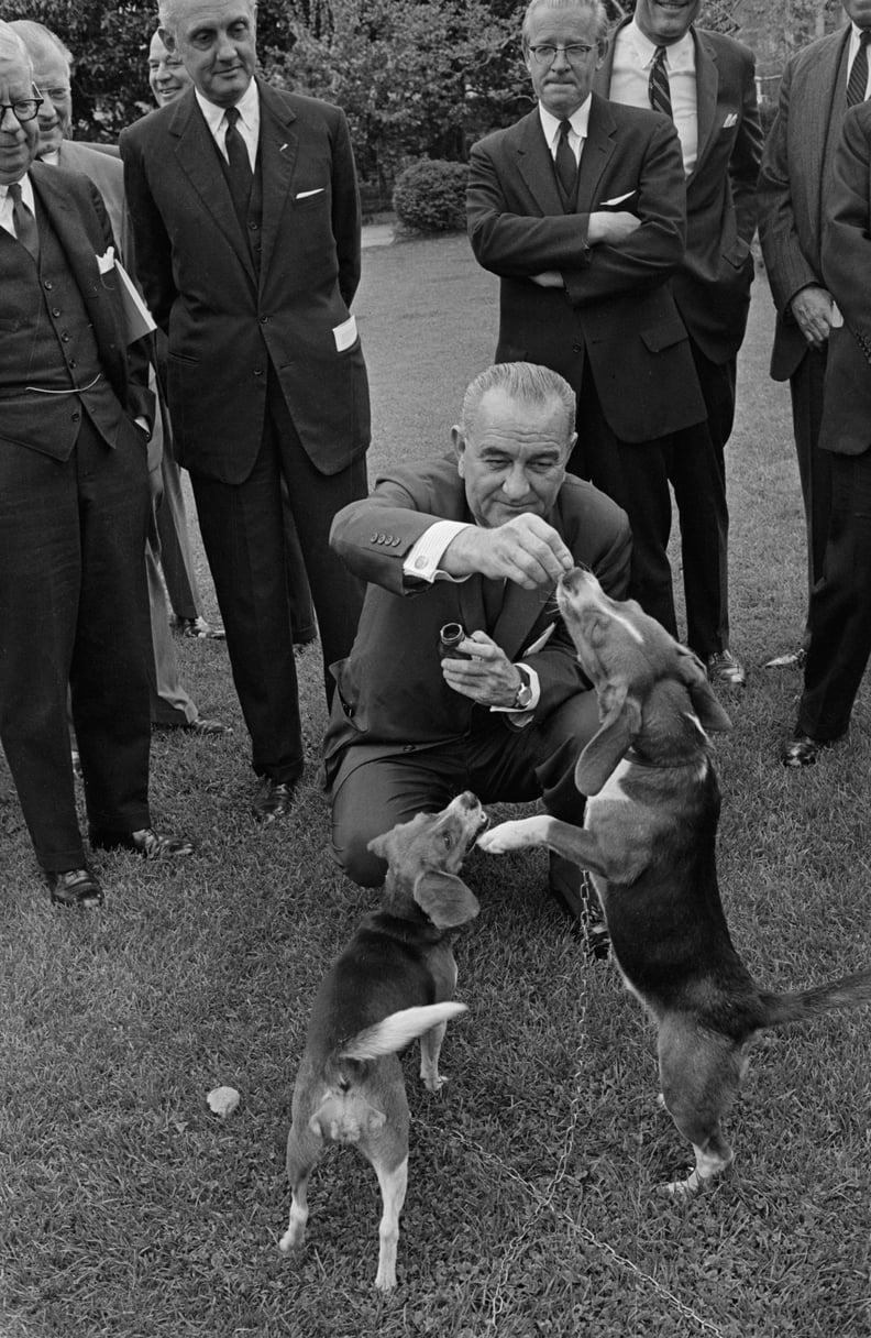 Lyndon Johnson and His Dogs Him and Her