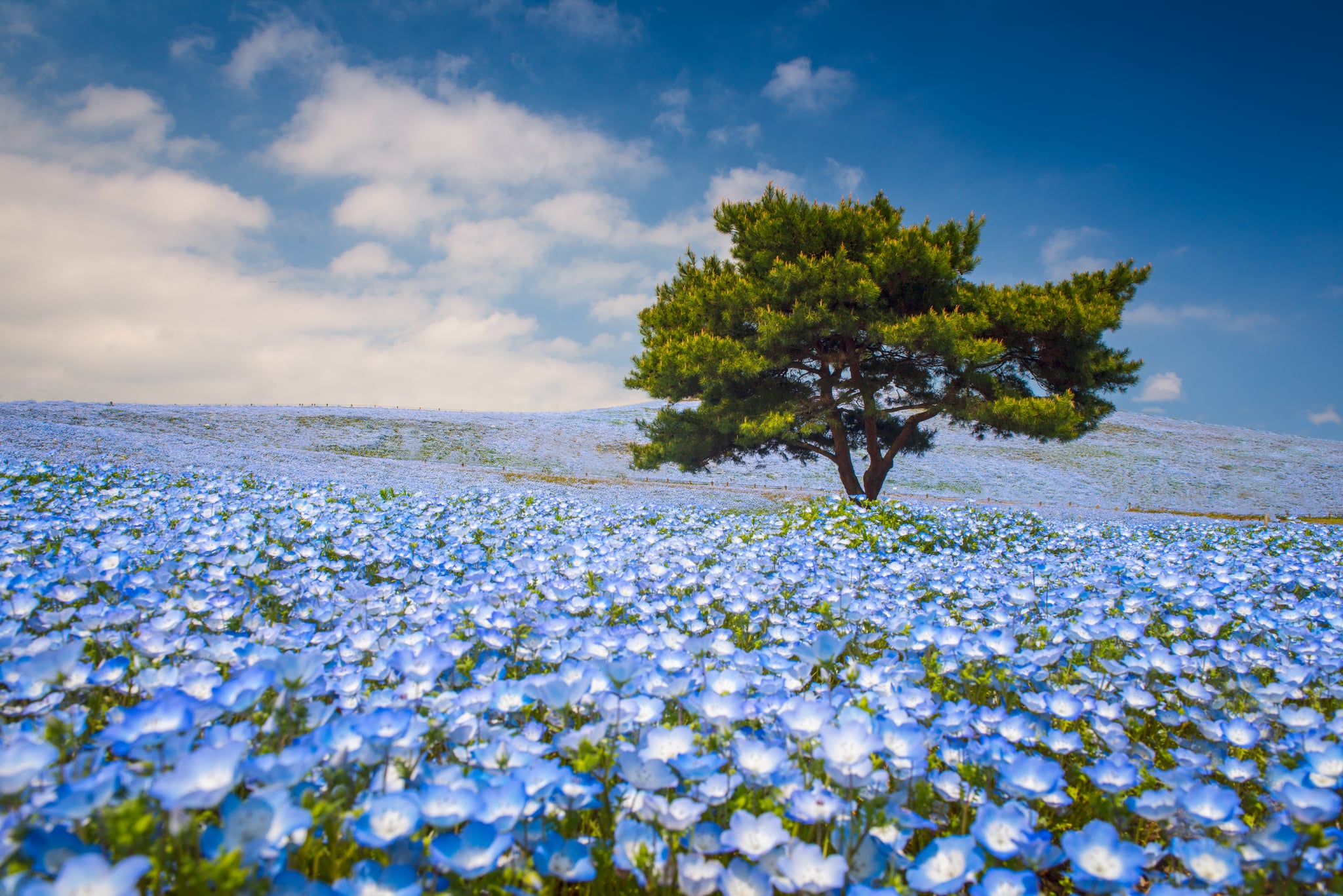 Spring Flower Photography