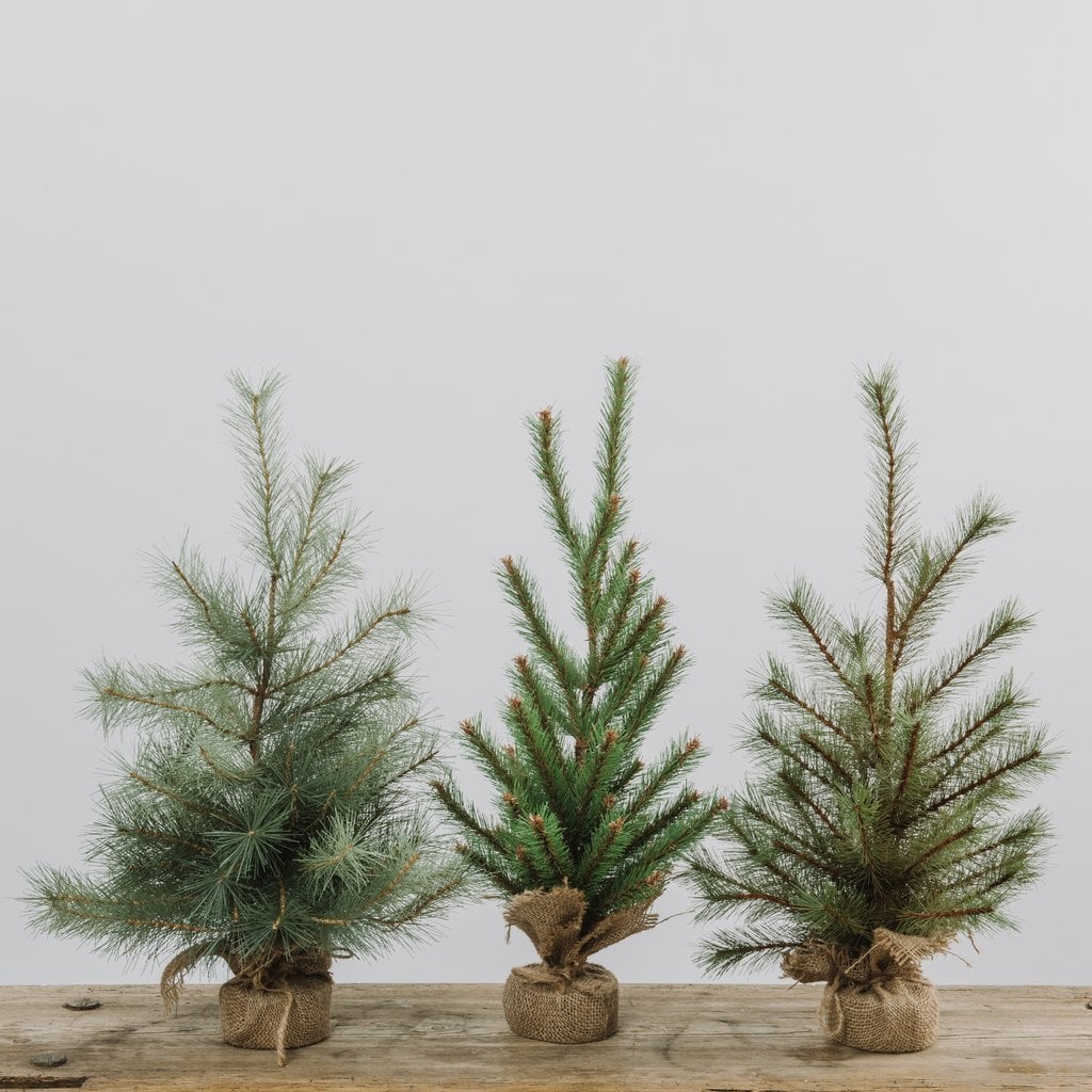 First Year Seedling Tree ($32)