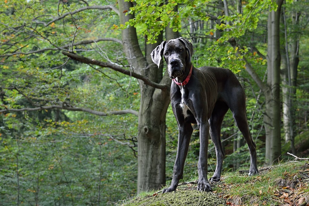 Cute Pictures of Great Danes