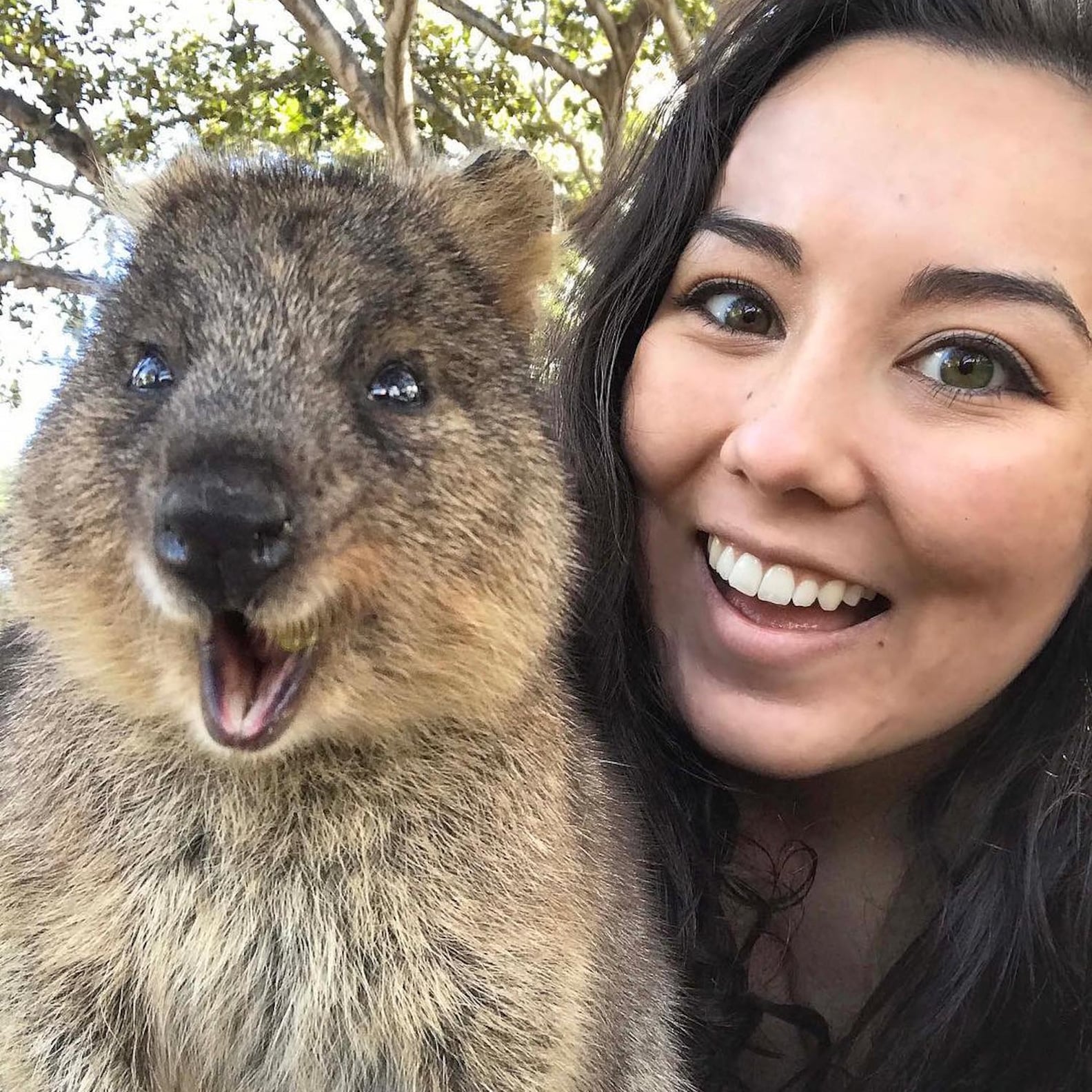 Rottnest Island Quokka Pictures | PS Smart Living