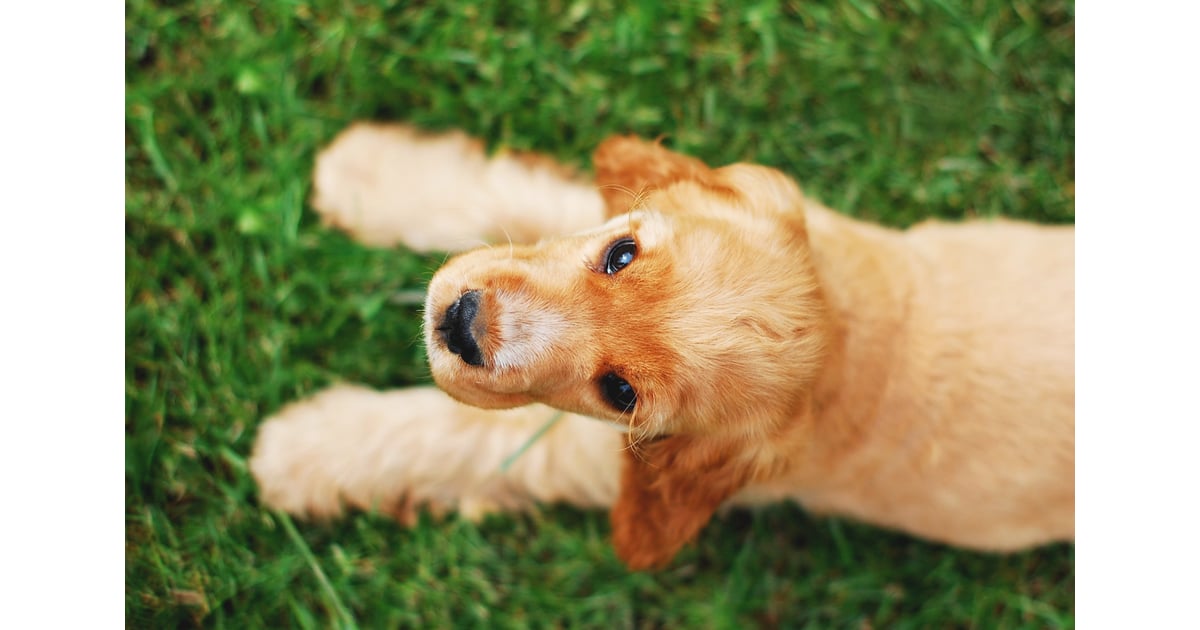 Keep Long Haired Dogs Groomed 12 Tips For Keeping Your Dog Cool