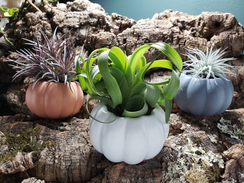 Pumpkin Air Plant Holder