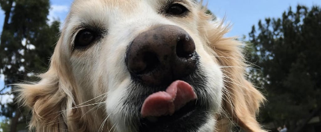 Cognition Test For Dogs