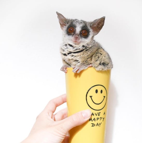 Cute Bush Baby on Instagram | Pizzatoru