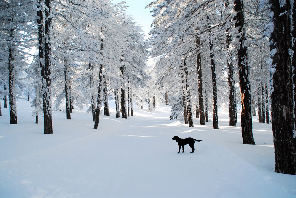 A dog stood in the snow-covered streets on Cyprus, an island in the Mediterranean.