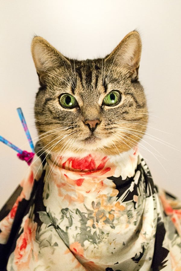 High-Fashion Cat