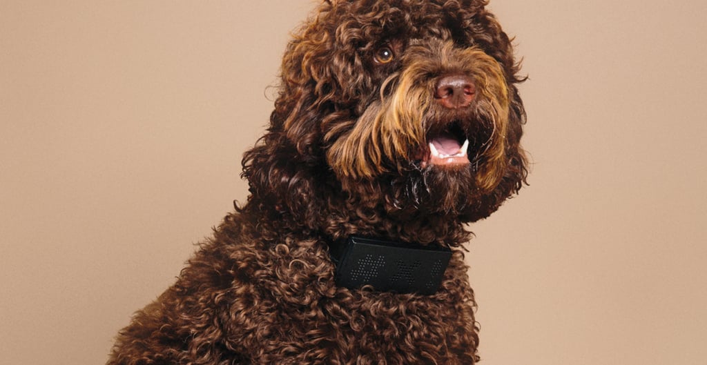 This Dog Collar Curses When Your Dog Barks