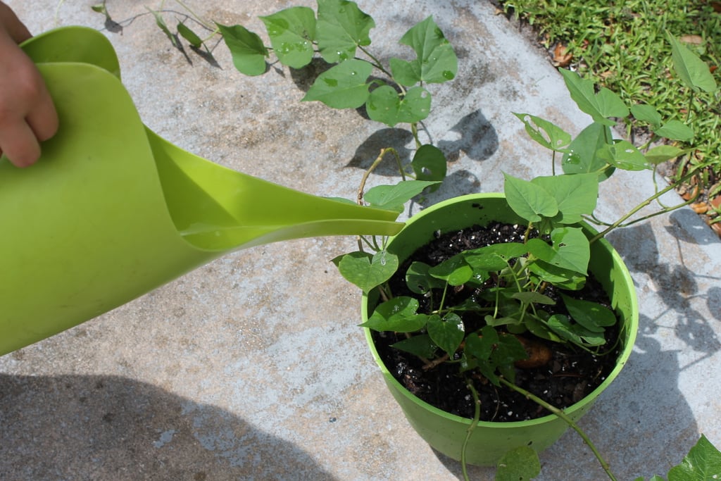 Water Plants
