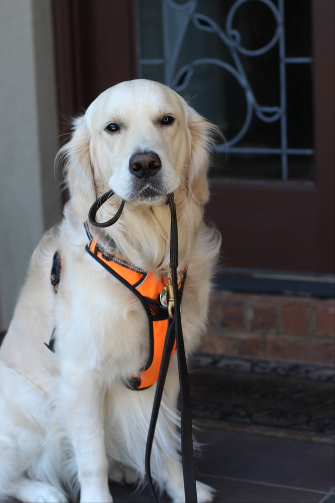 British Golden Retriever