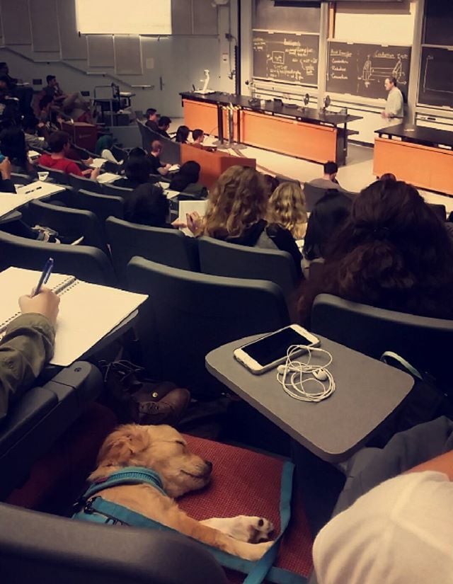 This pup that is so over being in class