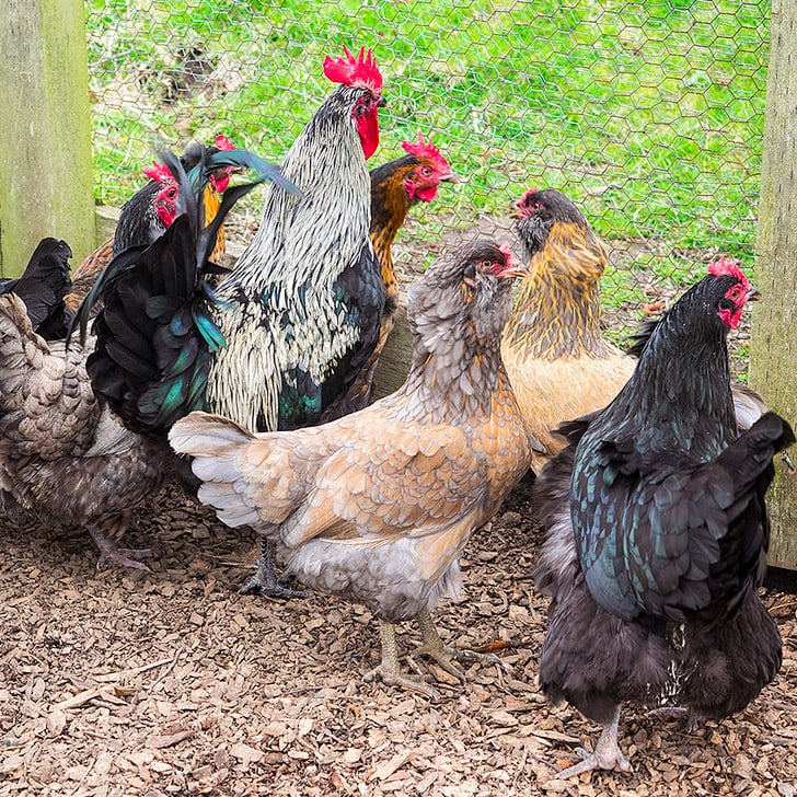 The Pros And Cons Of Backyard Chickens Popsugar Home Middle East