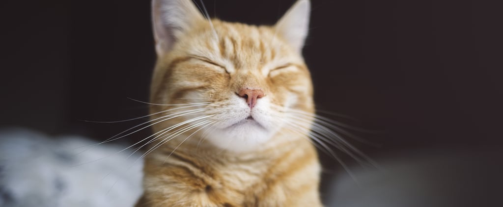 Is It Normal For Cats to Shed Their Whiskers?