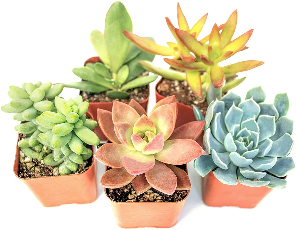 Succulent Plants (5 Pack)