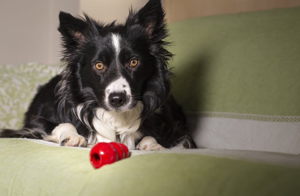 Best Rawhide Alternatives For Dogs