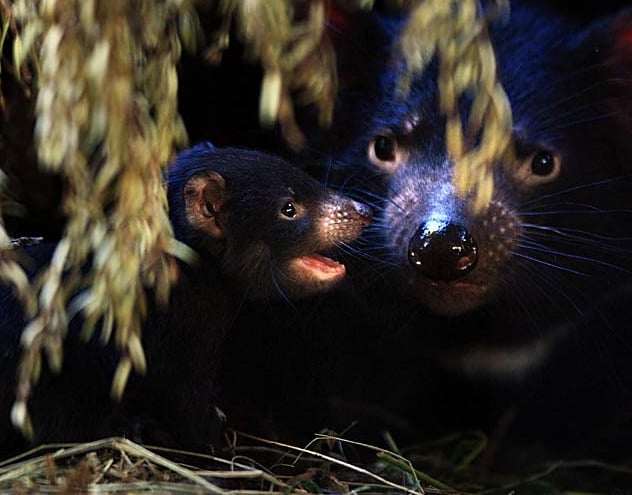 Cute Alert: Baby Tasmanian Devil Emerges From Mom's Pouch | POPSUGAR