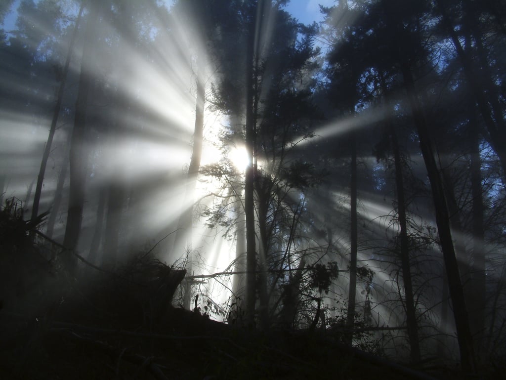 Redwood Trail at Polipoli Spring State Recreation Area