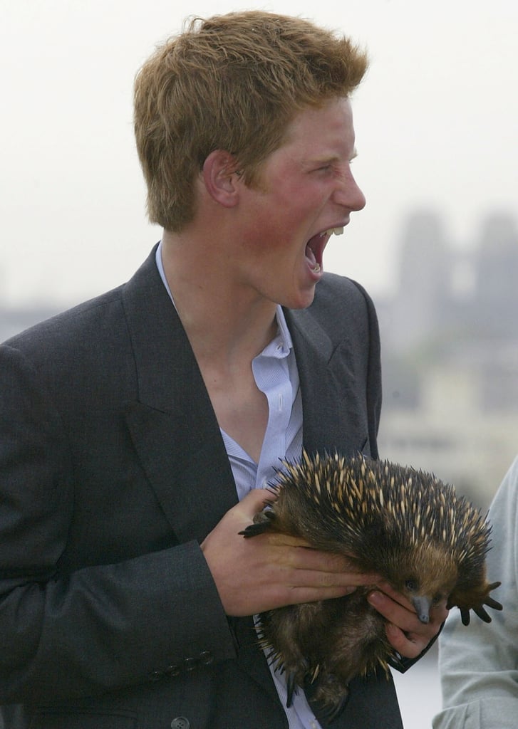 Prince Harry With Animals Pictures