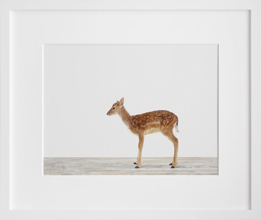 Our 20x200 Pick: Baby Deer No. 2 by Sharon Montrose ($24-$1,200 before frame)