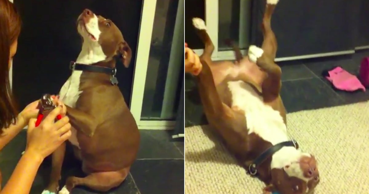 Video Of Pit Bull Being Dramatic While His Nails Are Clipped