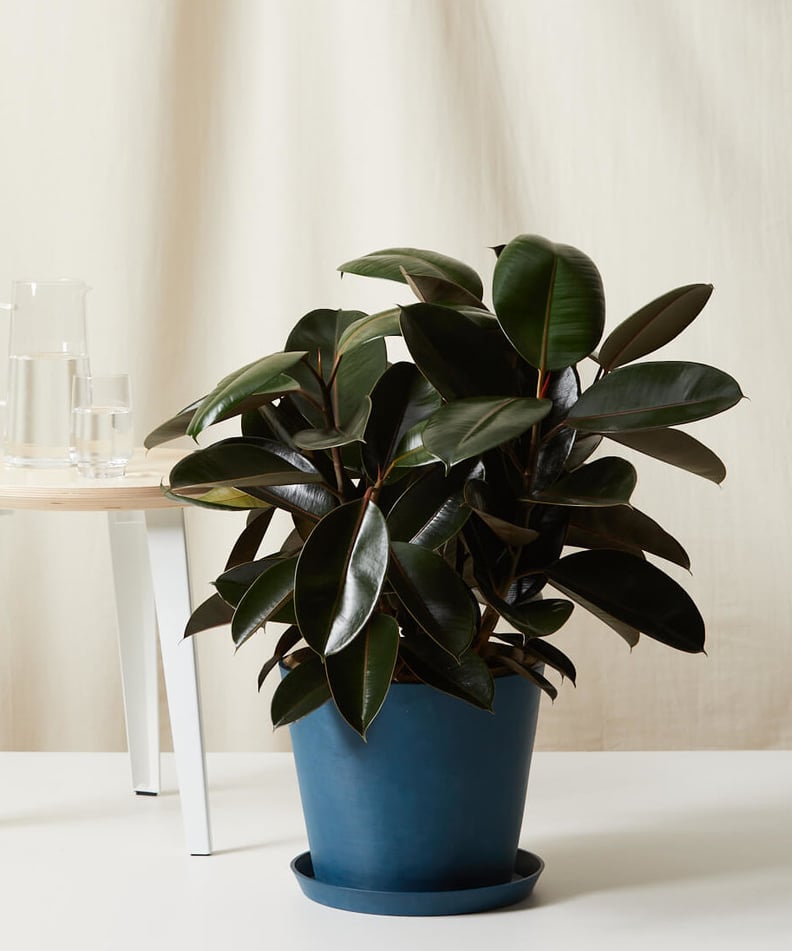 A Durable Option: Bloomscape Burgundy Rubber Tree
