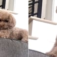 I Can Honestly Relate to This Dog Throwing a Tantrum When Her Owner Wouldn't Give Her Waffles