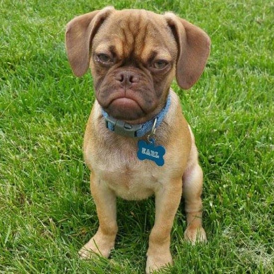 Grumpy Earl the Puggle
