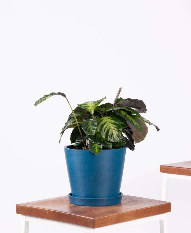 Potted Calathea Misto Indoor Plant