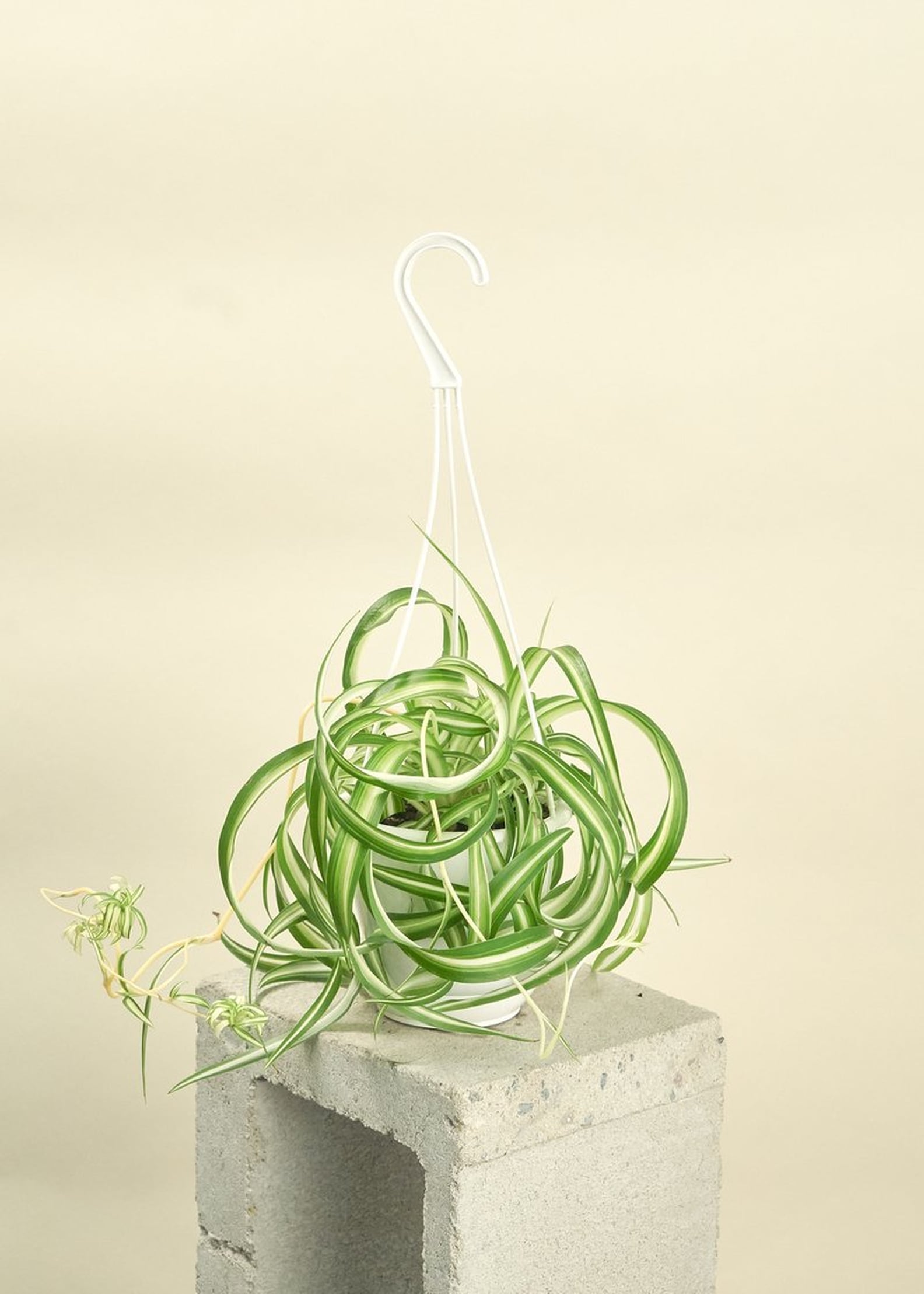 Best Indoor Plants For Dorms POPSUGAR Home