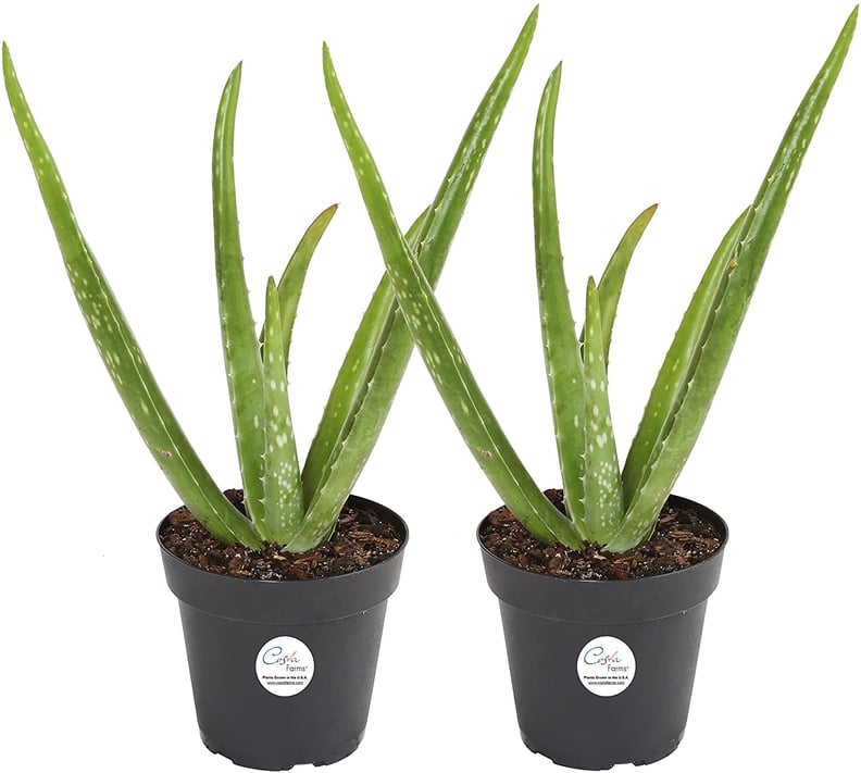 Aloe Vera