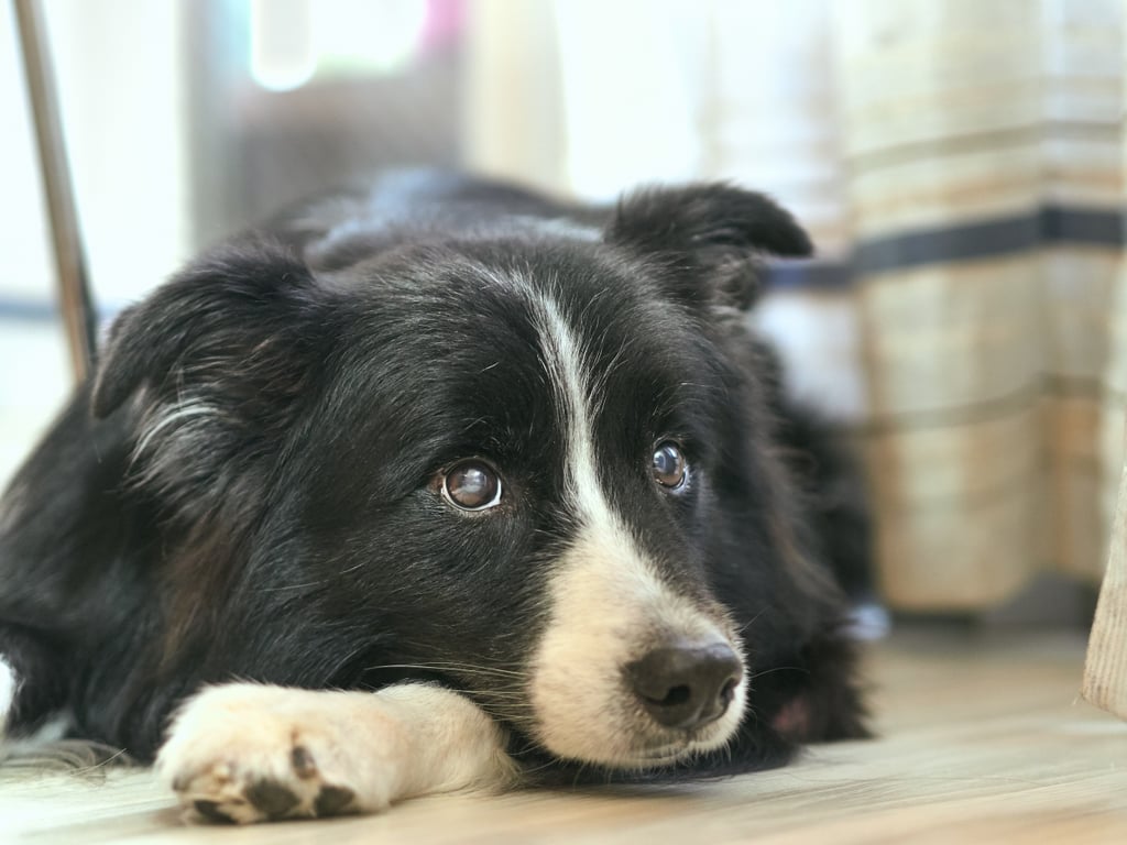 Cute Pictures of Border Collies