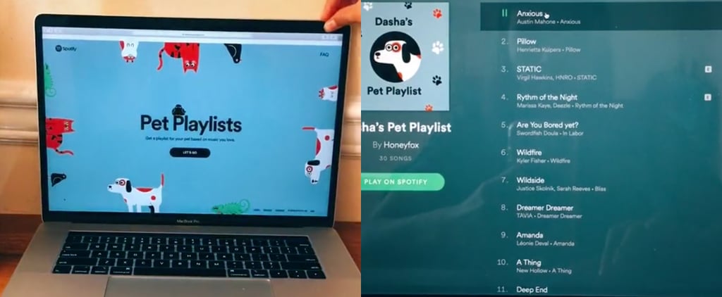 How to Make a Spotify Playlist For Your Pet