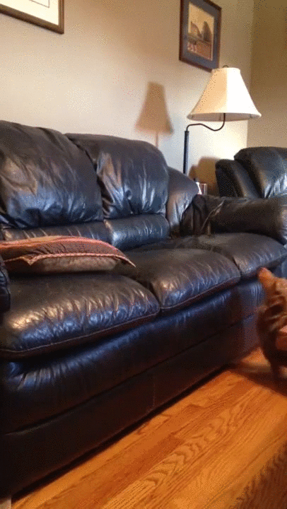 Cute Dog GIFs