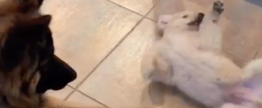 Video of German Shepherd Meeting Golden Retriever Puppy
