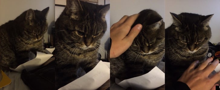 Cat Flicking Paper | Video
