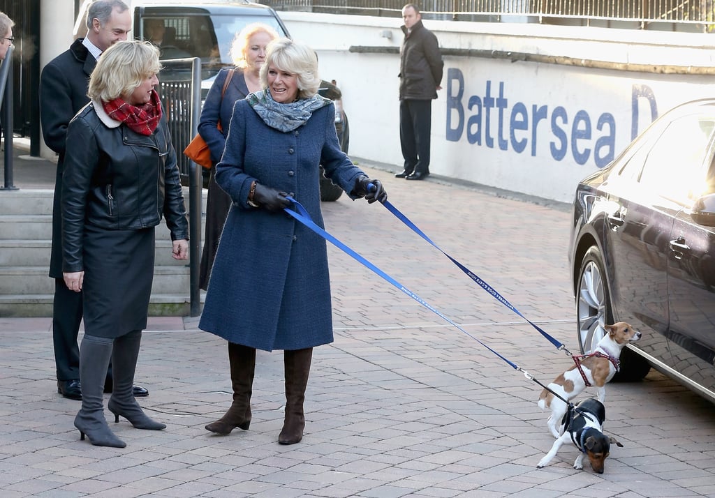Camilla, Duchess of Cornwall With Beth and Bluebell the Jack Russell Terriers